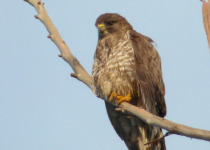 Short-tailed Hawk