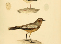 Short-tailed Honeycreeper