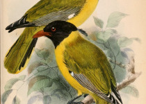 Short-tailed Oriole