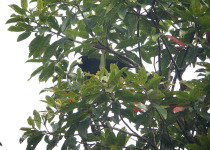 Short-tailed Paradigalla