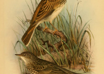 Short-tailed Pipit