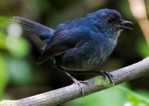 Short-tailed Robin