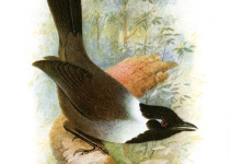 Short-tailed Scimitar Babbler