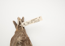 Short-tailed Shearwater