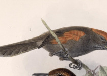 Short-tailed Spinetail