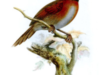 Short-tailed Synallaxis