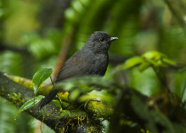 Short-tailed Tapaculo