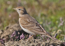 Short-toed Lark