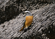 Short-toed rock thrush