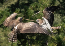 Short-toed Snake Eagle