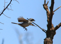 Shrike-like Tanager