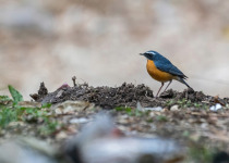 Siberian Blue Robin