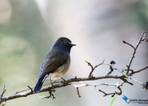 Siberian blue robin