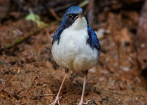 Siberian Blue Robin