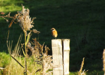 Siberian Stonechat