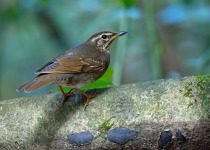 Siberian Thrush