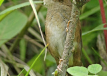Sichuan Bush Warbler