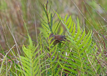 Sichuan Bush Warbler