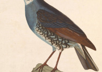 Sichuan Forest Thrush