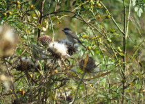 Sichuan Tit
