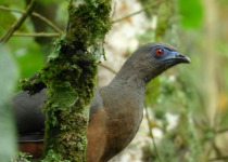 Sickle-winged Guan
