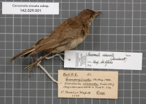 Sickle-winged Nightjar