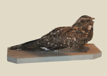 Sickle-winged Nightjar