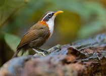 Sikkim Wedge-billed Babbler