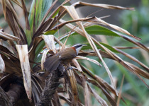 Sikkim Wedge-billed Babbler