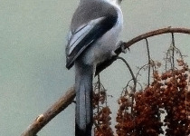 Sikkim whistling thrush