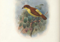 Silky-tailed Paradise Kingfisher