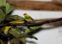 Silver-backed Tanager