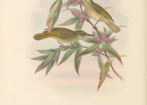 Silver-eared Honeyeater