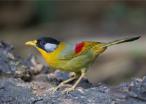 Silver-eared Mesia