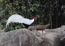 Silver Pheasant