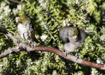 Silvereye