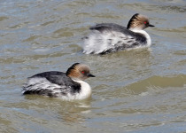 Silvery Grebe