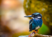 Silvery Kingfisher