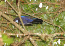 Silvery-throated Jay