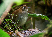 Simple Antwren