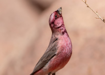 Sinai Rosefinch