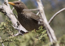 Sinai Thrush