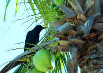 Sinaloa crow