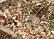 Sinaloa Wren