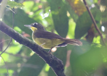 Sindbad Babbler