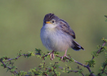 Singing Cisticola