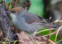 Singing Cisticola
