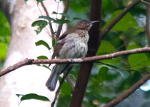 Siquijor Bulbul