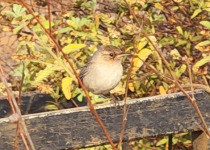 Sisson's Wren