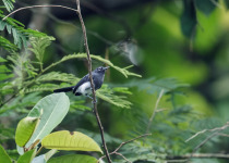 Slate-throated Gnatcatcher